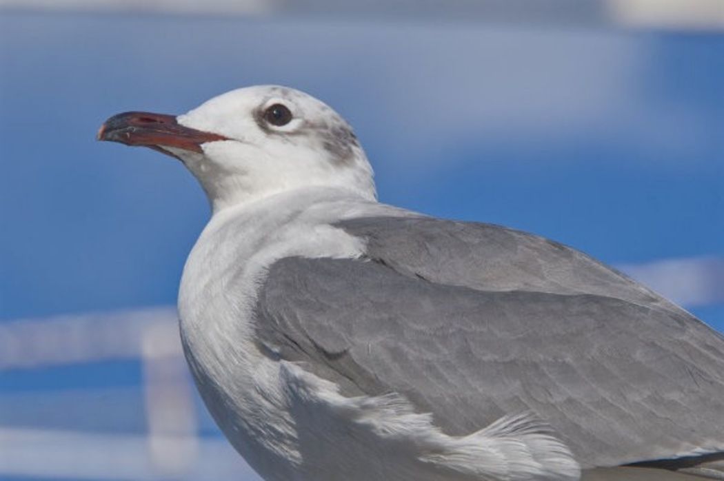 Richard Brown nature photography Richard Brown nature photography