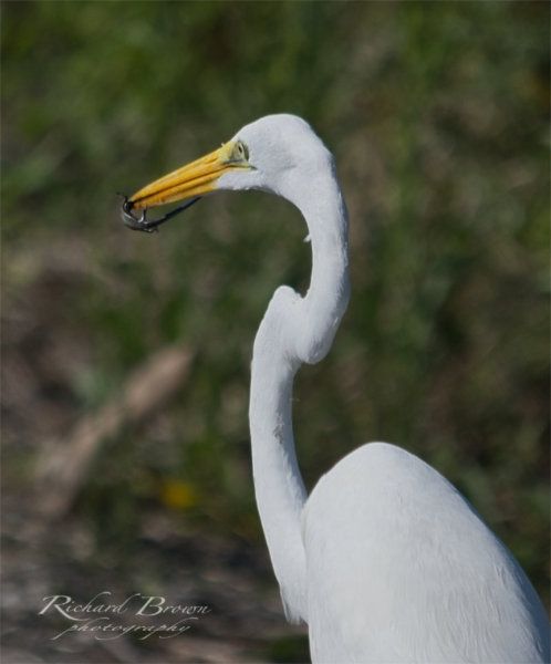 Richard Brown nature photography Richard Brown nature photography