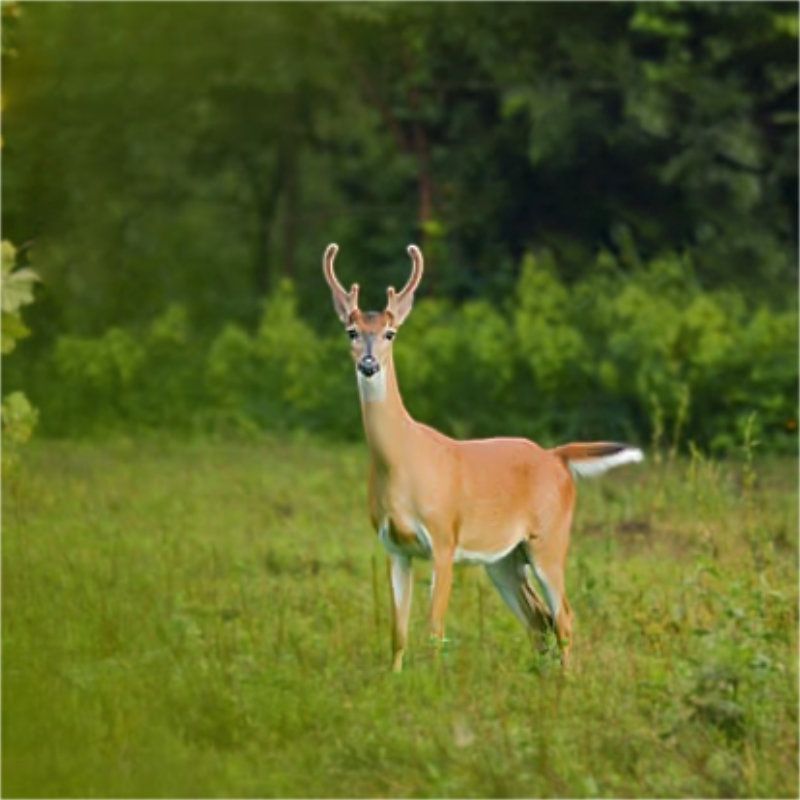 WHITE TAIL BUCK young buck richard brown photography
