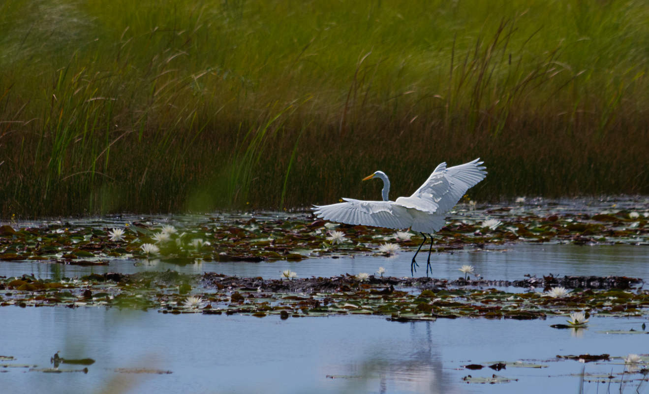 white egret richard brown white egret