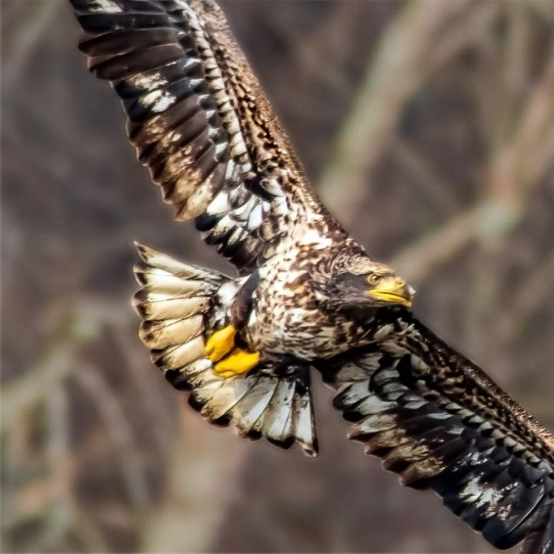 Richard Brown nature photography bald eagle Richard Brown nature photography adolescent bald eagle