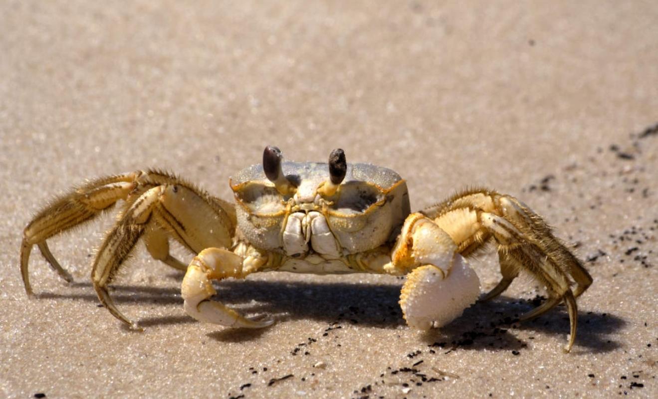 ghost crab richard brown ghost crab