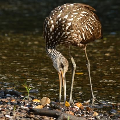 Richard Brown nature photography Richard Brown nature photography