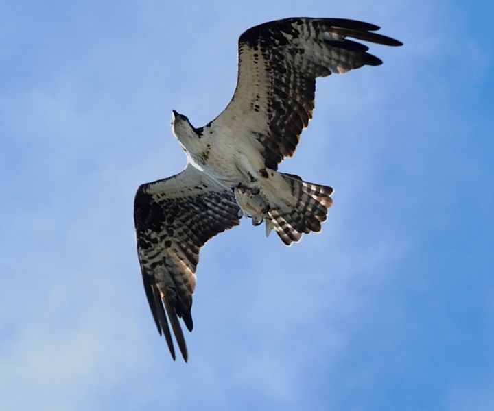 osprey with fish