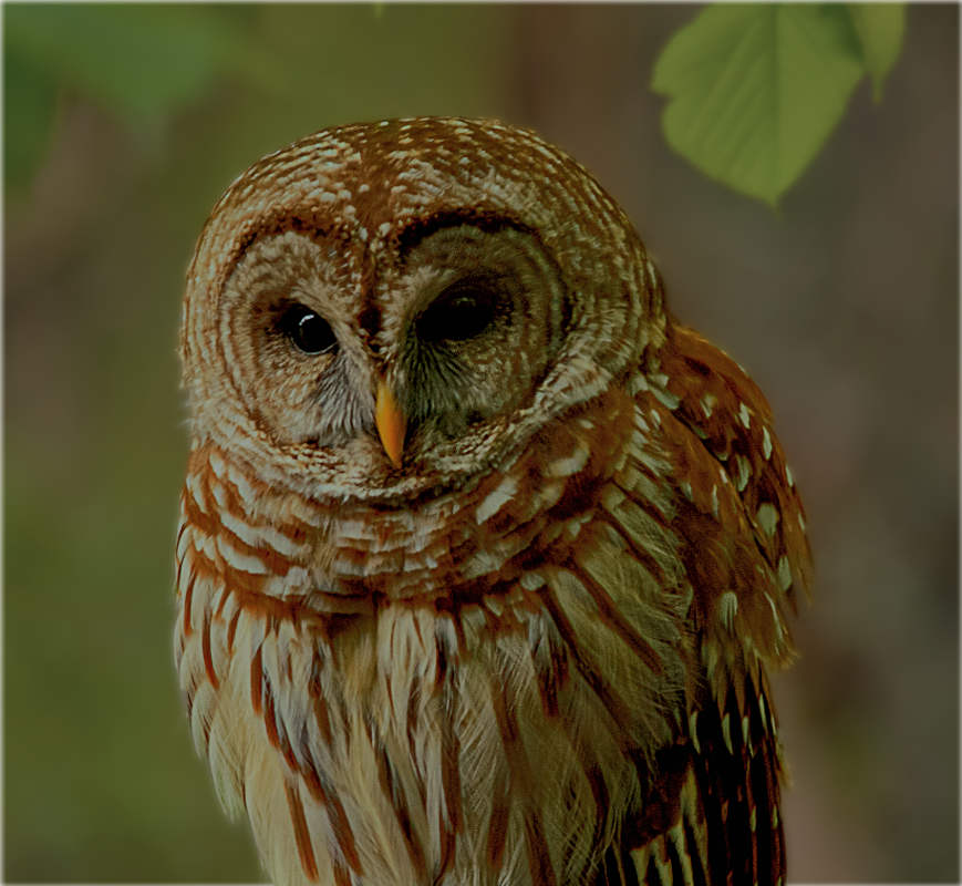 Barred Owl Richard Brown nature photography