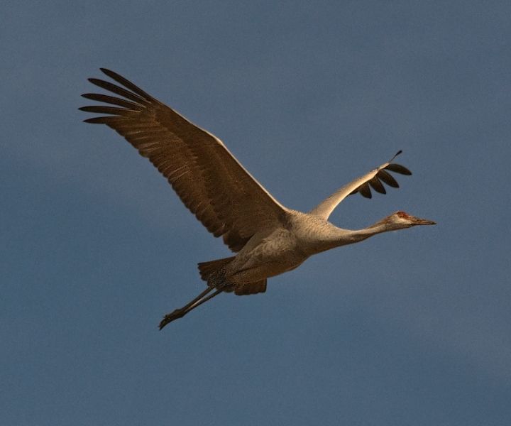 sandhill crane sandhill crane richard brown photography