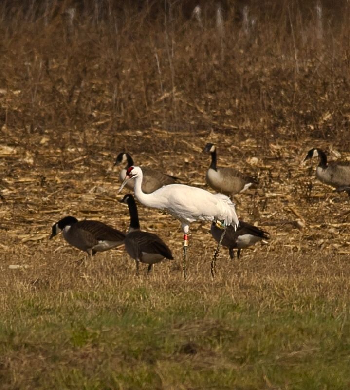 whooping crane whooping crane richard brown photography
